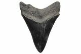 Fossil Megalodon Tooth - Serrated Blade #233709-1